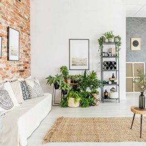 plants in living room