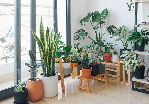 Indoor plants