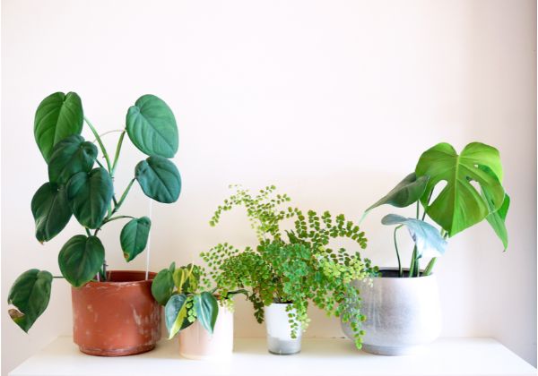 indoor plants