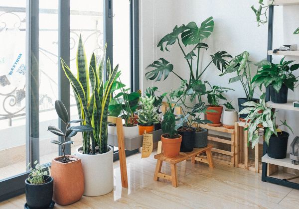 plants in small house interior design