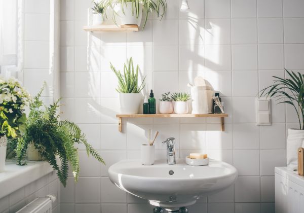 bathroom plants